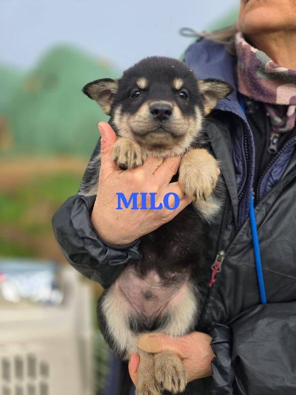 Milo Un Tesoro Peloso In Adozione 