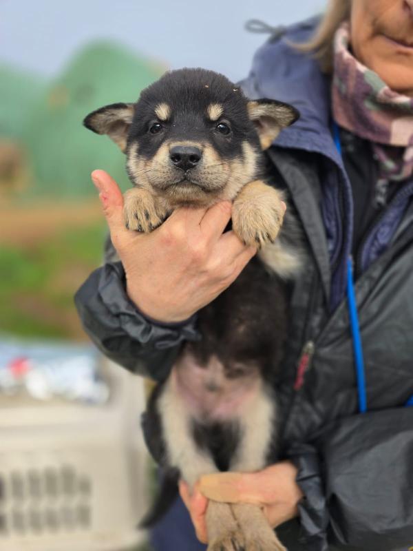 Milo un tesoro peloso in adozione  Foto 2