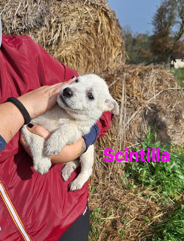Scintilla Dolce Cucciola Aspetta La Sua Famiglia 