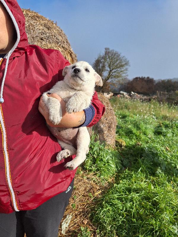 Scintilla dolce cucciola aspetta la sua famiglia  Foto 2