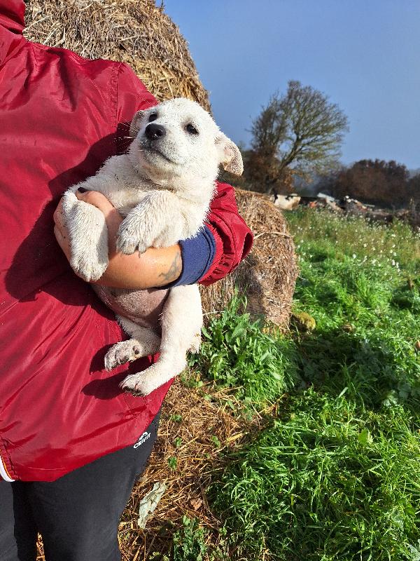 Scintilla dolce cucciola aspetta la sua famiglia  Foto 3