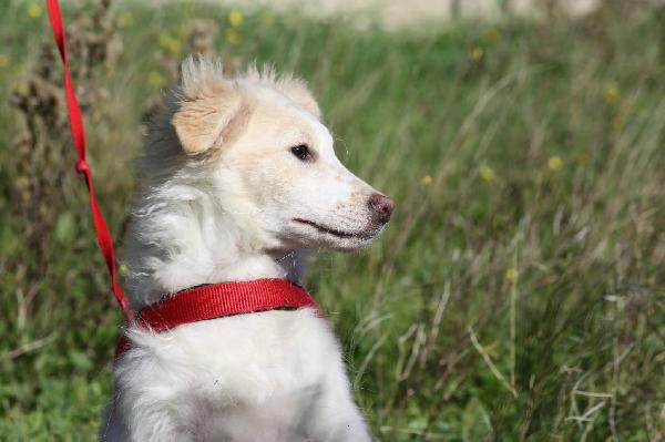 Dalton Stupendo Mix Golden In Adozione 