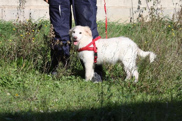 Dalton stupendo mix Golden in adozione  Foto 2