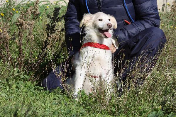 Dalton stupendo mix Golden in adozione  Foto 3