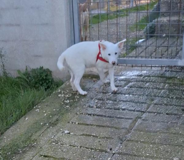 Erik mix labrador dolcissimo cucciolo, aspetta una famiglia  Foto 2