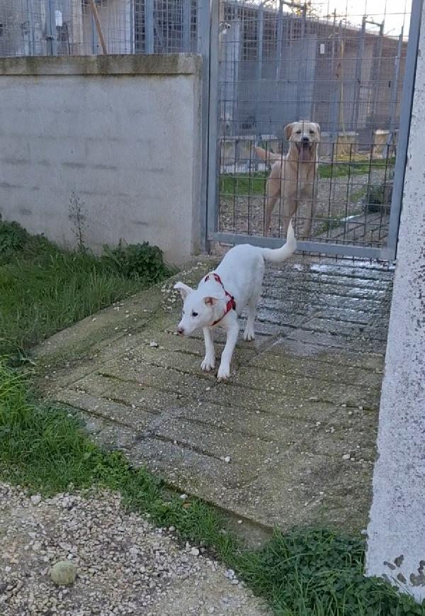Erik mix labrador dolcissimo cucciolo, aspetta una famiglia  Foto 3