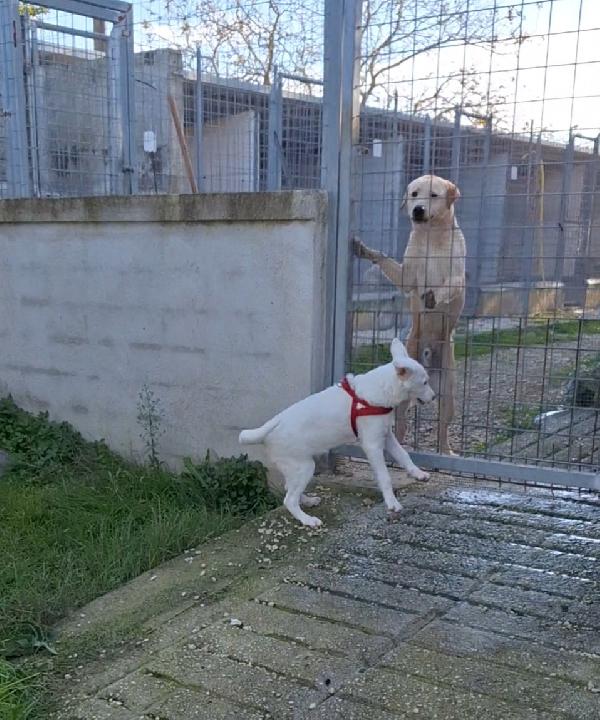 Erik mix labrador dolcissimo cucciolo, aspetta una famiglia  Foto 5