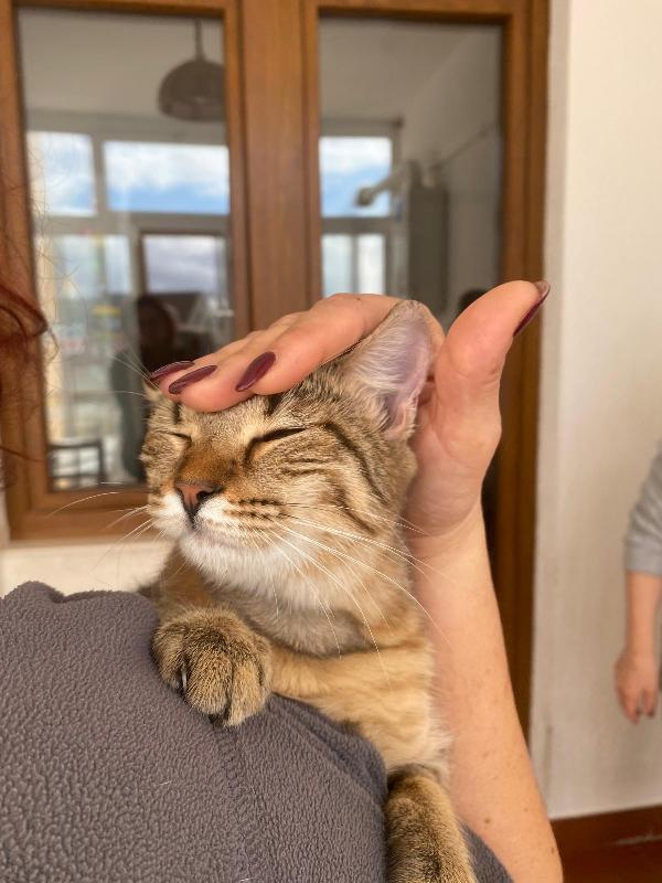 Marinella Fusa E Coccole In Adozione 