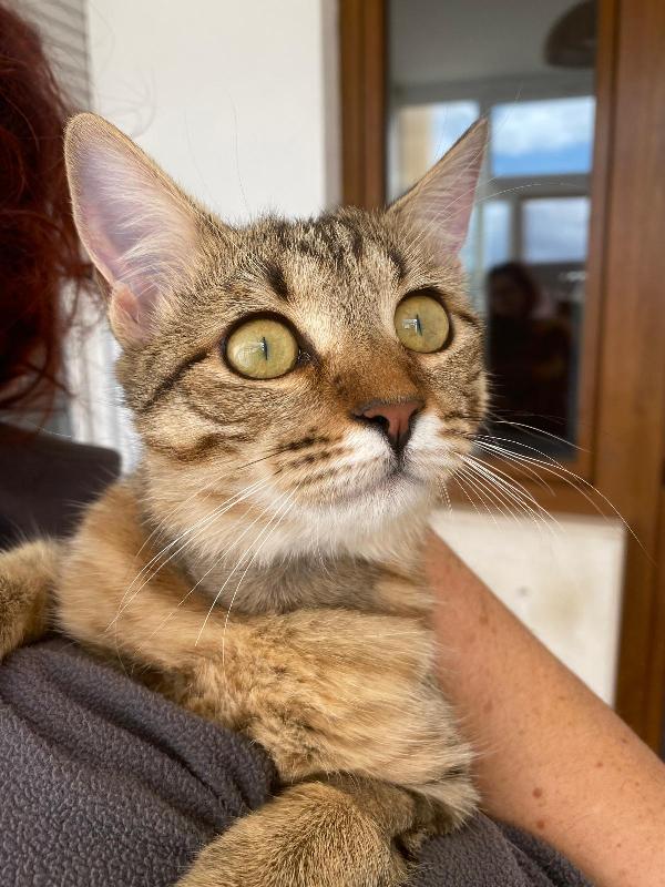 Marinella fusa e coccole in adozione  Foto 2