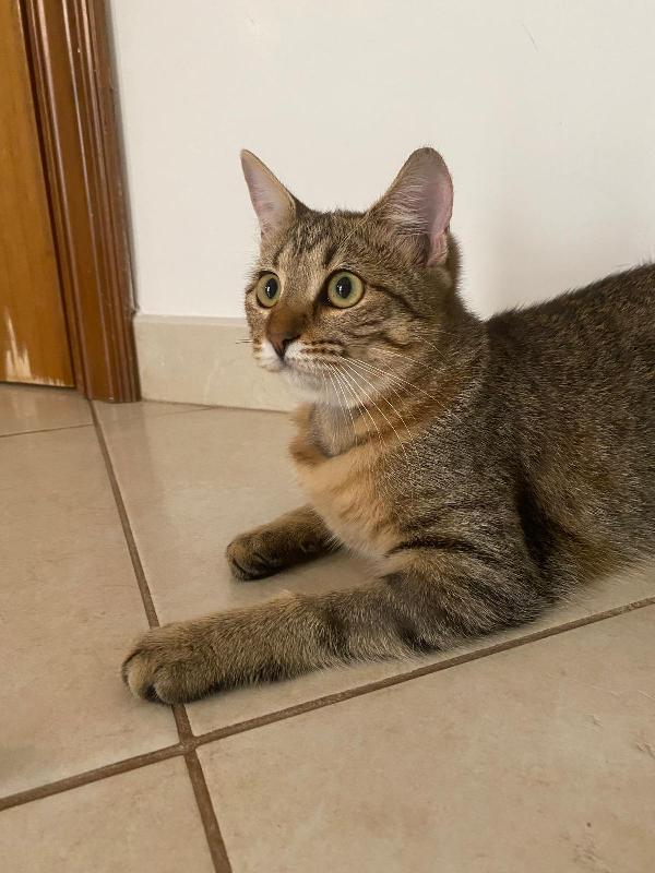 Marinella fusa e coccole in adozione  Foto 3