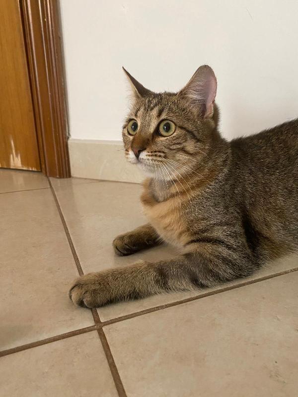 Marinella fusa e coccole in adozione  Foto 4