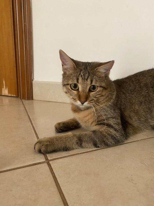 Marinella fusa e coccole in adozione  Foto 5