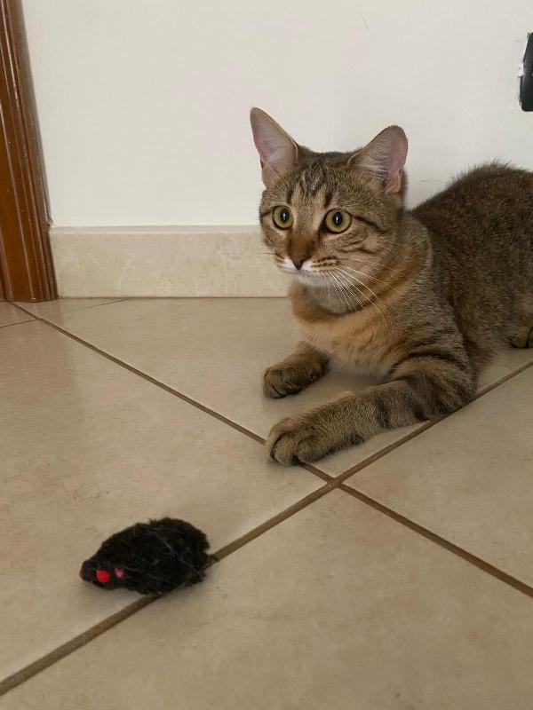 Marinella fusa e coccole in adozione  Foto 6