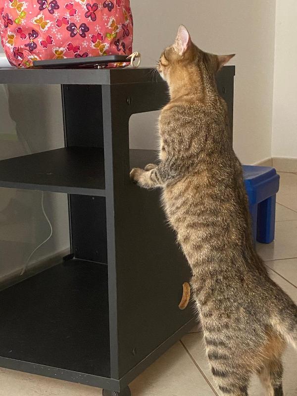 Marinella fusa e coccole in adozione  Foto 7