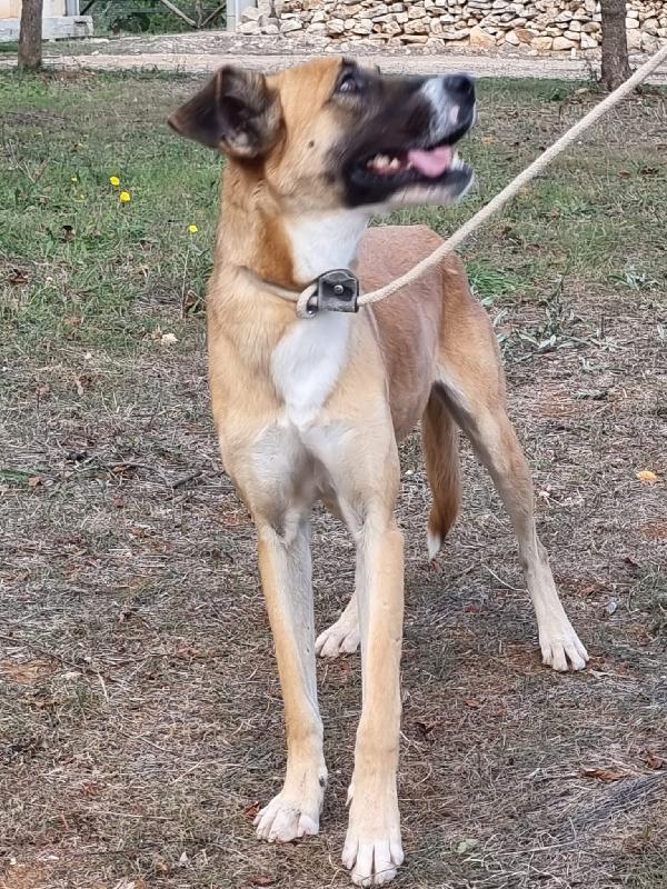 Pita, Un Cane Meraviglioso