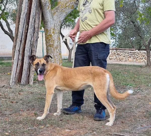 Meravigliosa Pita  Foto 3