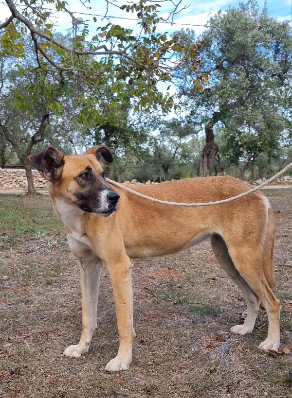 Meravigliosa Pita  Foto 8