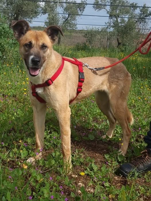 Meravigliosa Pita  Foto 9