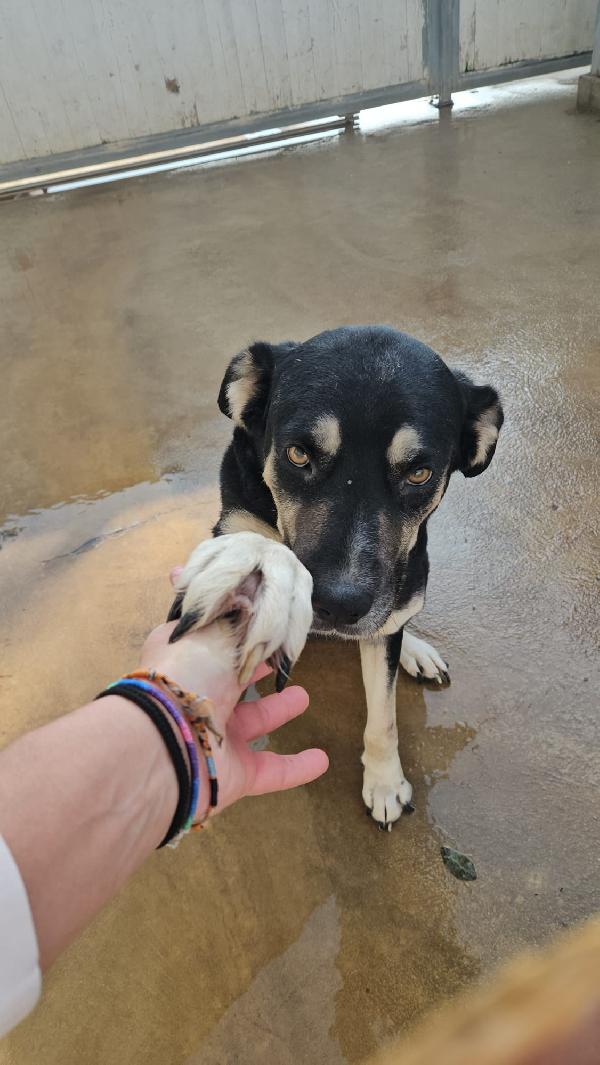 Fabrizia: abbandonata in canile, non ha perso la sua dolcezza  Foto 7