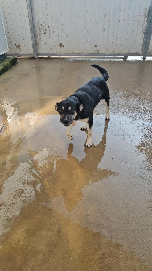 Fabrizia: abbandonata in canile, non ha perso la sua dolcezza  Foto 8