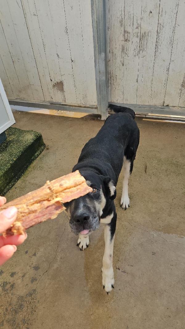 Fabrizia: abbandonata in canile, non ha perso la sua dolcezza  Foto 9
