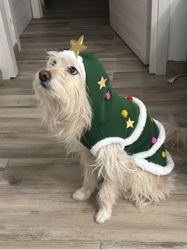 😍Cucciolo Cerca Solo Tanto Amore♥️