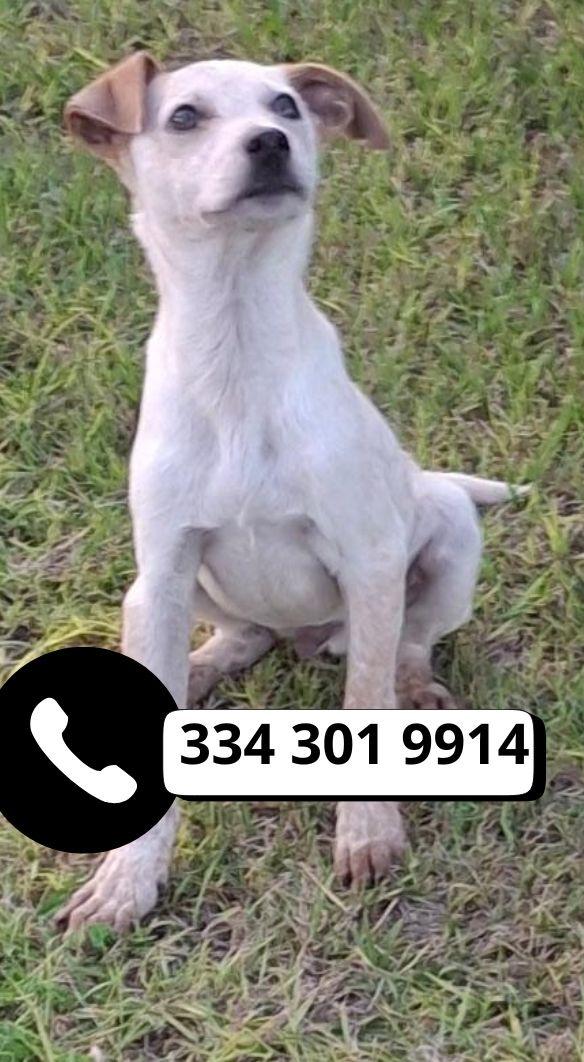 😍Cucciolo Cerca Solo Tanto Amore♥️