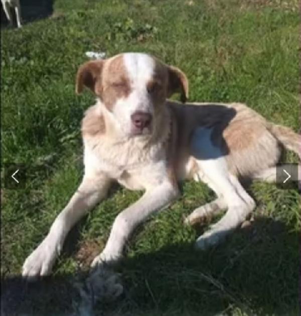 Charly 3/4Anni Non Trova Pace! Albania 