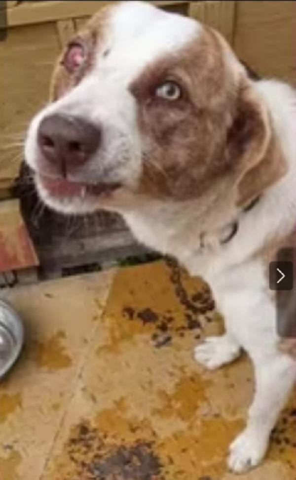 Charly 3/4anni non trova pace! ALBANIA  Foto 2