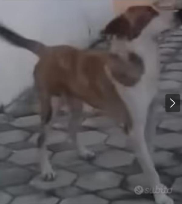 Charly 3/4anni non trova pace! ALBANIA  Foto 3