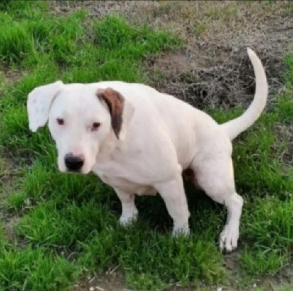 Bianca Mix Dogo/Pit 4Anni In Canile Da 3Anni 