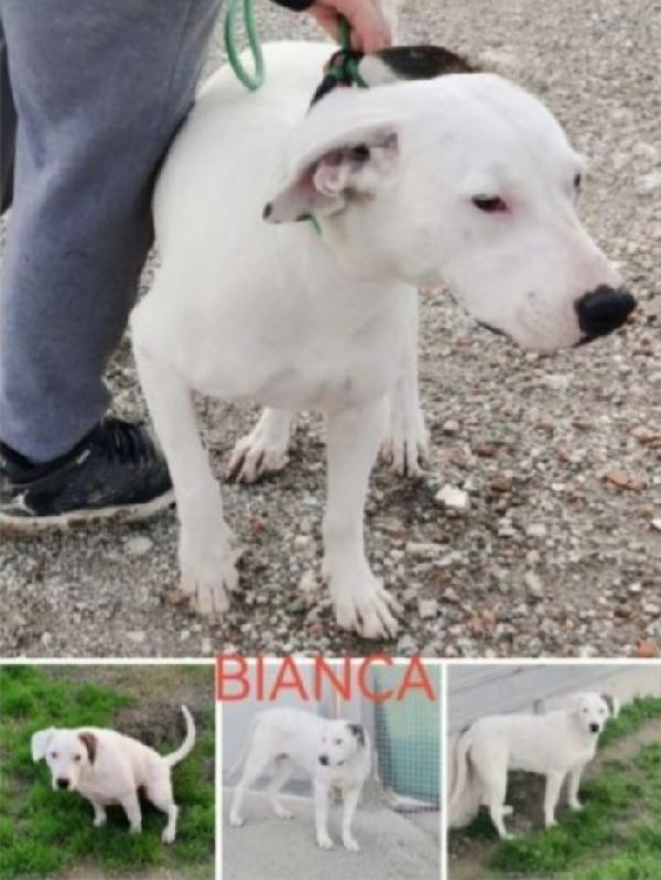 Bianca mix Dogo/Pit 4anni in canile da 3anni  Foto 2