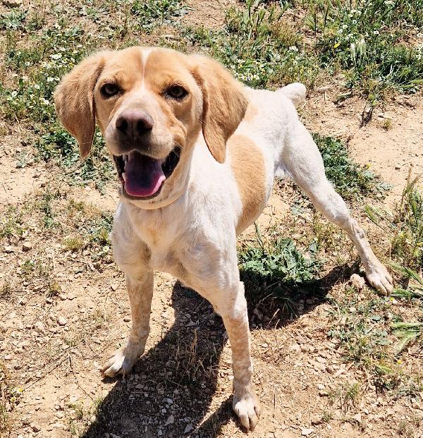 Brenda,Dolcezza Allo Stato Puro.adottabile In Tutta Italia!