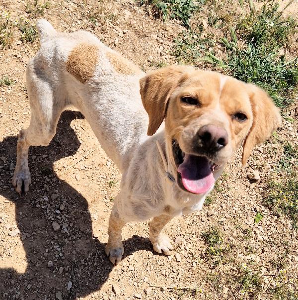 BRENDA,DOLCEZZA ALLO STATO PURO.ADOTTABILE IN TUTTA ITALIA! Foto 2