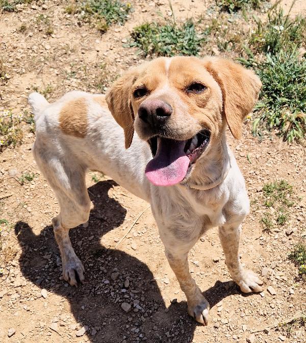 BRENDA,DOLCEZZA ALLO STATO PURO.ADOTTABILE IN TUTTA ITALIA! Foto 4