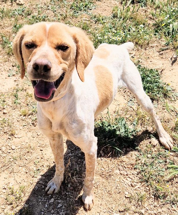 BRENDA,DOLCEZZA ALLO STATO PURO.ADOTTABILE IN TUTTA ITALIA! Foto 5