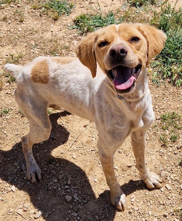 BRENDA,DOLCEZZA ALLO STATO PURO.ADOTTABILE IN TUTTA ITALIA! Foto 6