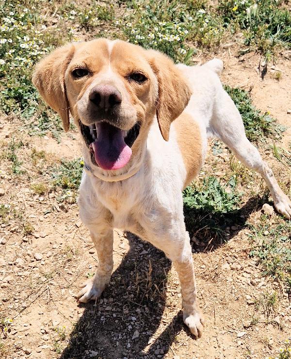 BRENDA,DOLCEZZA ALLO STATO PURO.ADOTTABILE IN TUTTA ITALIA! Foto 7