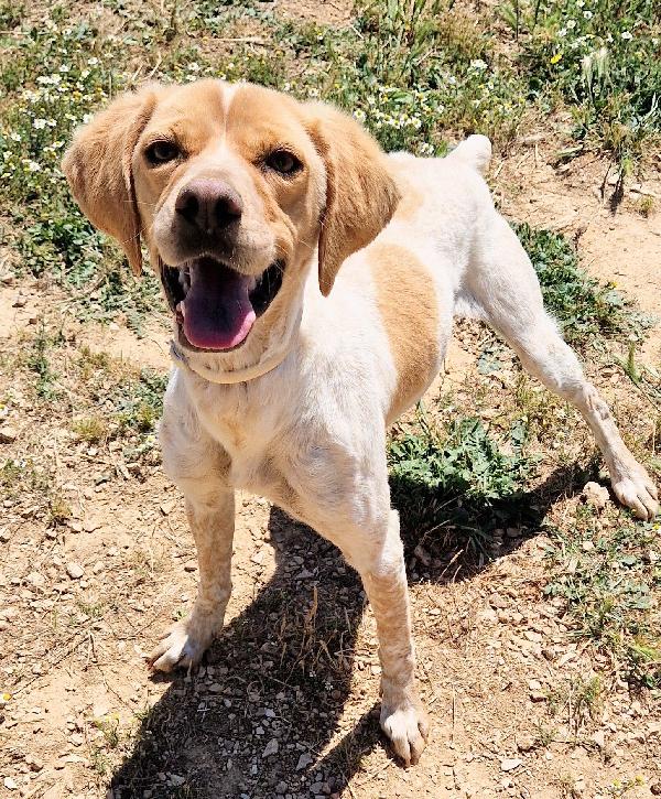 BRENDA,DOLCEZZA ALLO STATO PURO.ADOTTABILE IN TUTTA ITALIA! Foto 8