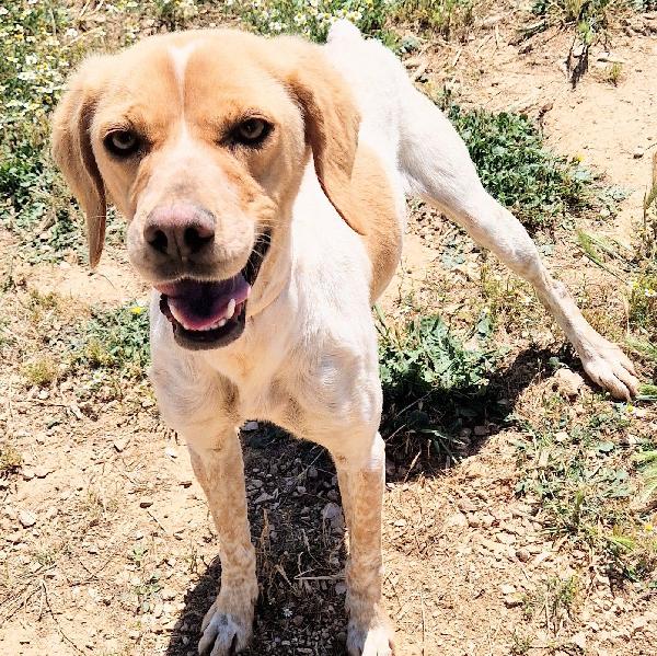 BRENDA,DOLCEZZA ALLO STATO PURO.ADOTTABILE IN TUTTA ITALIA! Foto 9