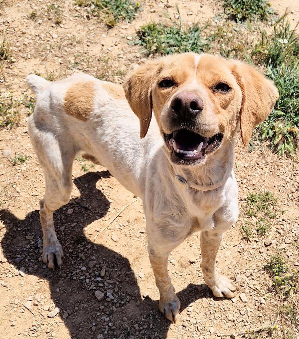 BRENDA,DOLCEZZA ALLO STATO PURO.ADOTTABILE IN TUTTA ITALIA! Foto 10