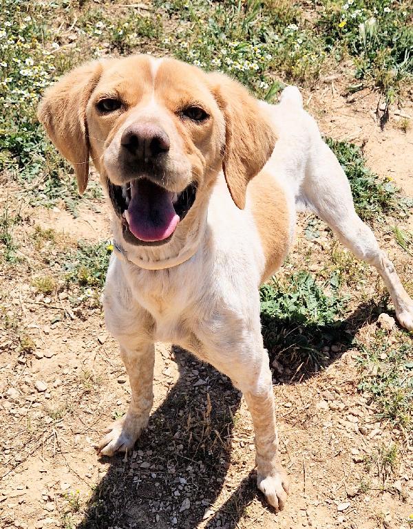 BRENDA,DOLCEZZA ALLO STATO PURO.ADOTTABILE IN TUTTA ITALIA! Foto 12