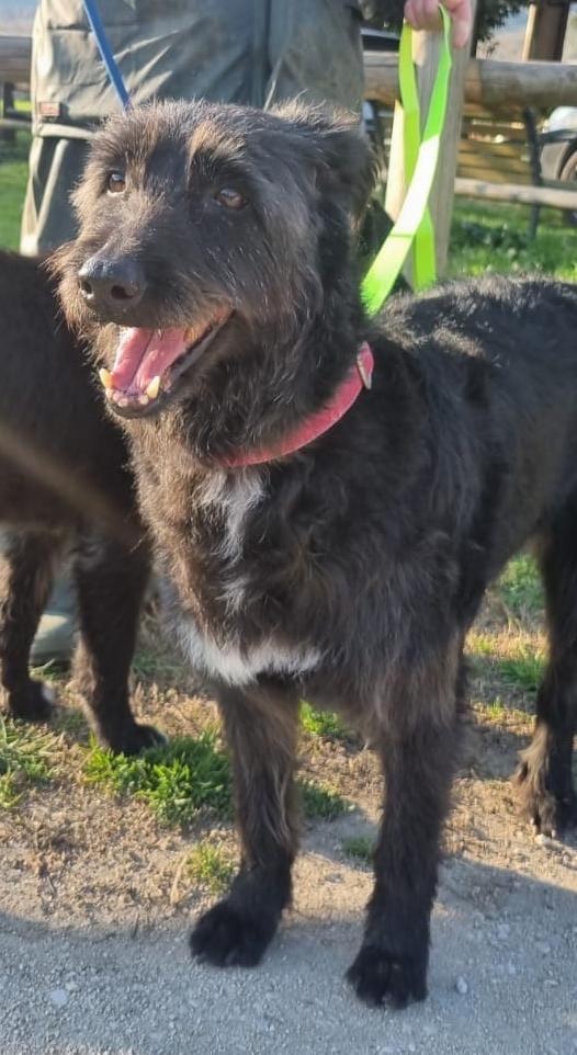 2fratelli mix spinoncini 8anni aspettano da 3anni  Foto 3