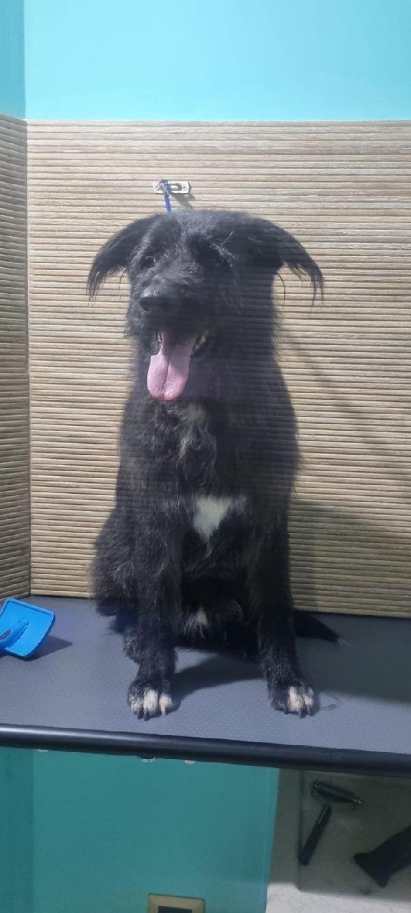 2fratelli mix spinoncini 8anni aspettano da 3anni  Foto 2