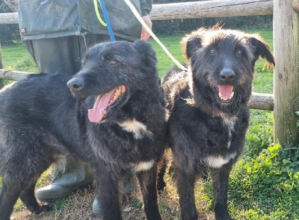 2fratelli mix spinoncini 8anni aspettano da 3anni  Foto 4