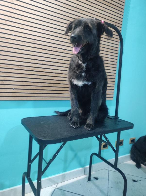 2fratelli mix spinoncini 8anni aspettano da 3anni  Foto 5