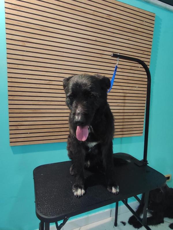 2fratelli mix spinoncini 8anni aspettano da 3anni  Foto 6