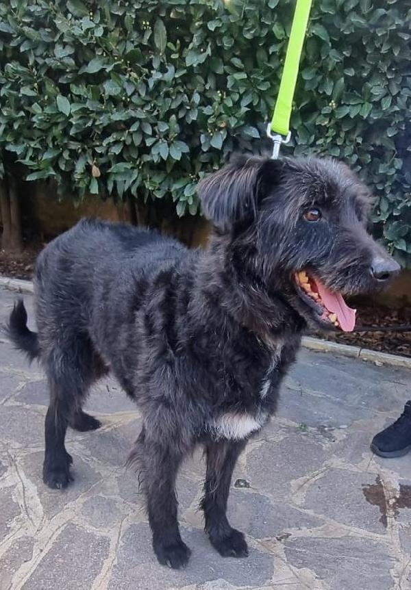 2fratelli mix spinoncini 8anni aspettano da 3anni  Foto 7