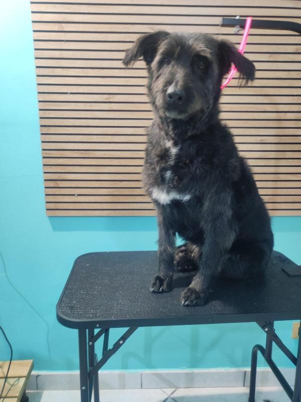 2fratelli mix spinoncini 8anni aspettano da 3anni  Foto 8