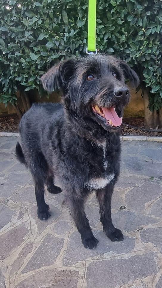 2fratelli mix spinoncini 8anni aspettano da 3anni  Foto 9